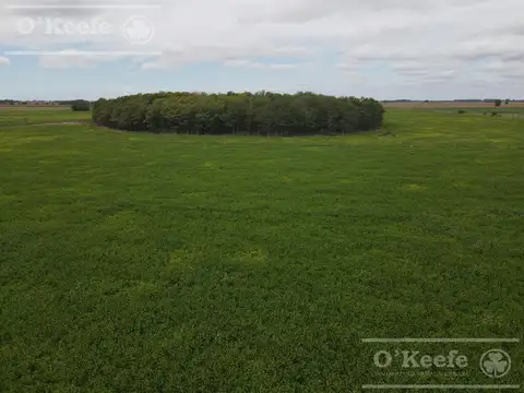 CAMPO AGRICOLA DE 77 HAS EN VENTA - A 7 KM DE RUTA 29 EN VILLANUEVA