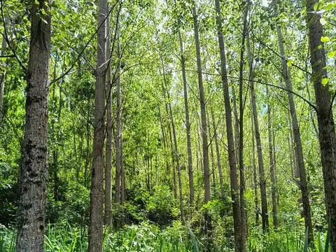 Rio o Arroyo Paicarabí: Isla Pasionaria 2100