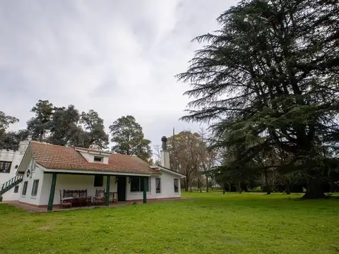 Quinta. La araucaria. Lobos.