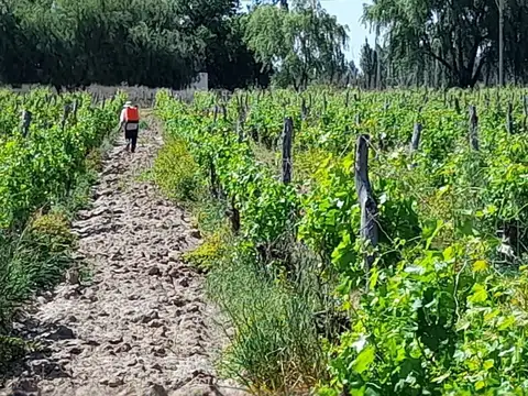 Presidente Quintana  y Mario Arenas s/n 100