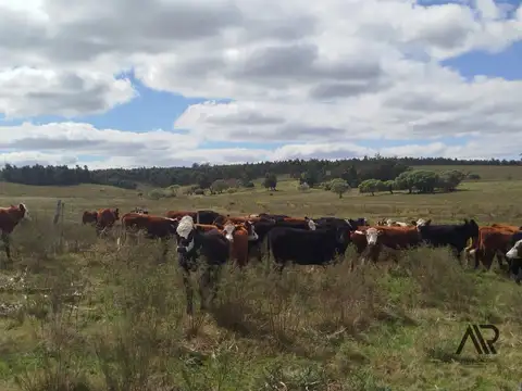Excelente campo ganadero/agrícola en venta de 103 ha ubicado en Solís de Mataojo 100