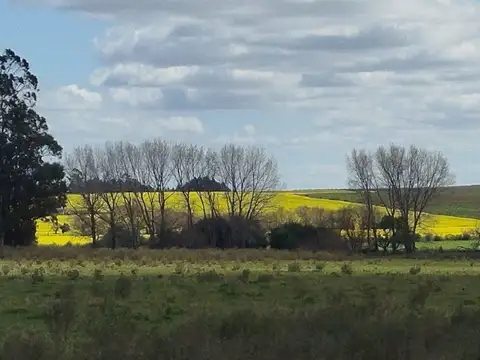 Excelente campo ganadero/agrícola en venta de 103 ha ubicado en Solís de Mataojo 100