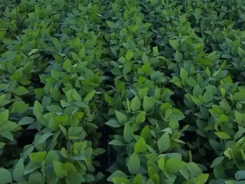 Campo - Venta - Argentina, Hernández