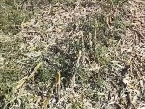 CAMPO EN VENTA -  ROSARIO DEL TAL