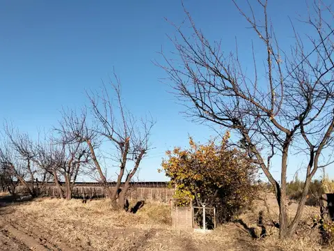 VENTA CAMPO PRODUCTIVO, GENERAL ALVEAR, MENDOZA