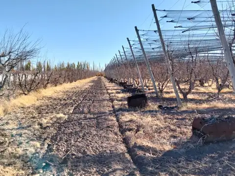 VENTA CAMPO PRODUCTIVO, GENERAL ALVEAR, MENDOZA
