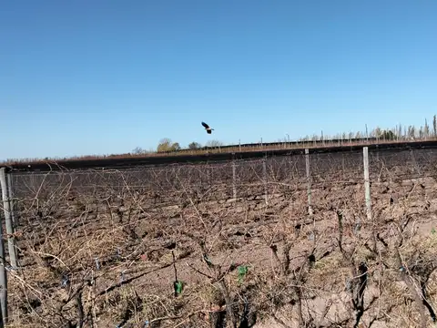 VENTA CAMPO PRODUCTIVO, GENERAL ALVEAR, MENDOZA