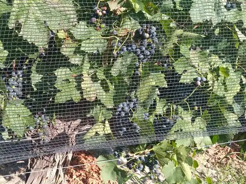 Viñedo en Cuadro Benegas