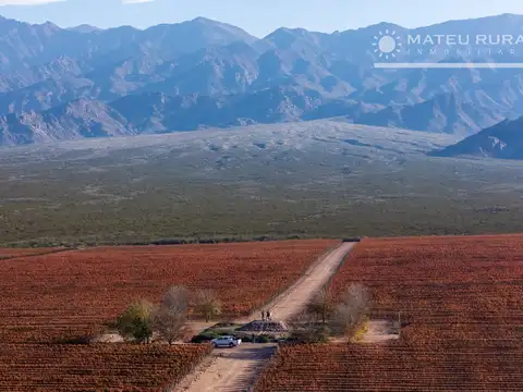 Finca con viñedos en El Cepillo
