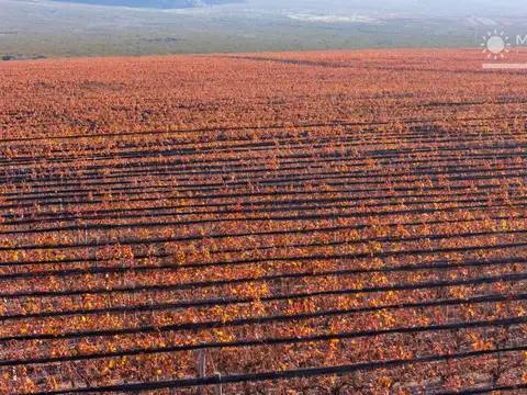 Finca en venta en El Cepillo