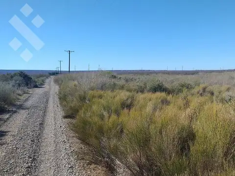 Campo de 25 Ha en venta en Senillosa. A 500 m de la R22. USD100.000. Con ESCRITURA.