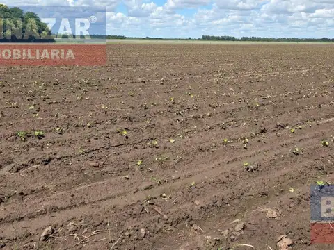 10 hectareas, CAMINO VUELTA DE OBLIGADO LUCIO MANSILLA, san pedro, provincia de buenos aires