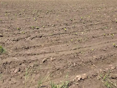 10 hectareas, CAMINO VUELTA DE OBLIGADO LUCIO MANSILLA, san pedro, provincia de buenos aires