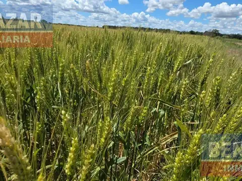 10 hectareas, CAMINO VUELTA DE OBLIGADO LUCIO MANSILLA, san pedro, provincia de buenos aires