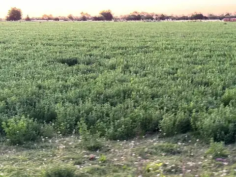 Campo en Venta de 300  ha