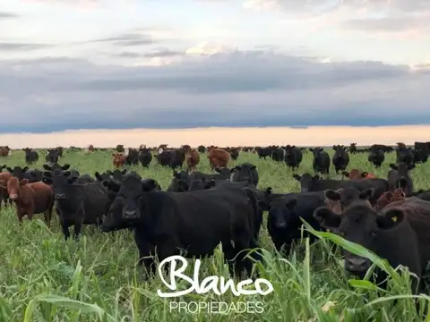 GOBERNADOR DUVAL - LA PAMPA 100