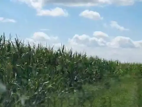 Se vende campo en Laboulaye, Córdoba, con una superficie total de 450.00 metros cuadrados. Preci...