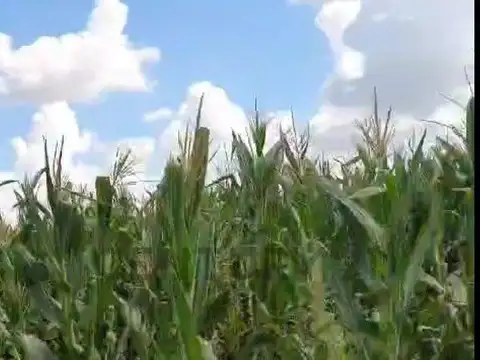 Se vende campo en Laboulaye, Córdoba, con una superficie total de 450.00 metros cuadrados. Preci...