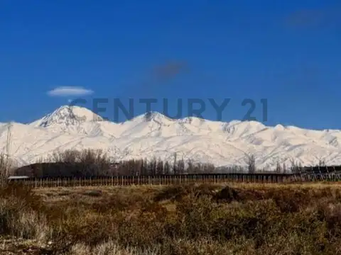 Century 21 vende 60 hectáreas de chacra en Valle de Uco