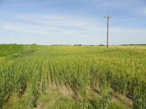180 Has en Pehuajó Norte - Gualeguaychú. Camino ROJAS Financiacio