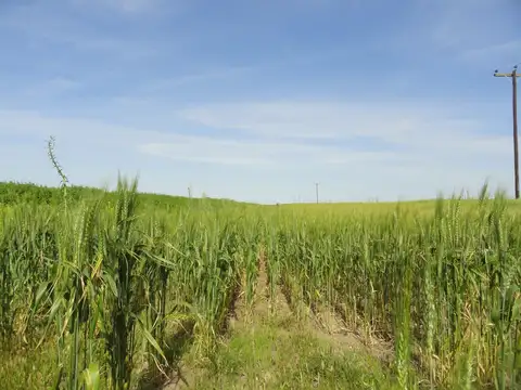 Campo en Venta con Alambrado