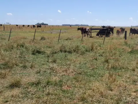 Campo en Dolores