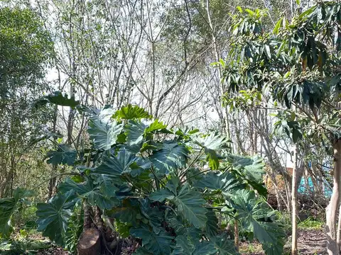 Terreno en Venta 22  mts Fondo