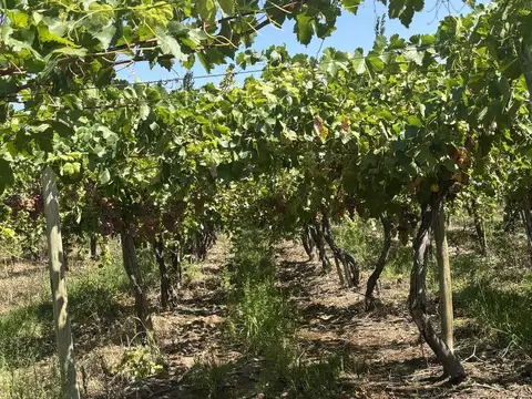 Finca en 3 de Mayo - Lavalle