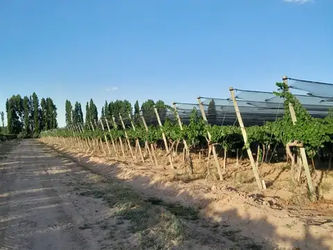 FINCA. VENTA. MEDRANO. JUNIN. 19 Ha 4.147m2