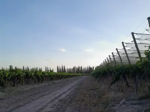 FINCA. VENTA. MEDRANO. JUNIN. 19 Ha 4.147m2