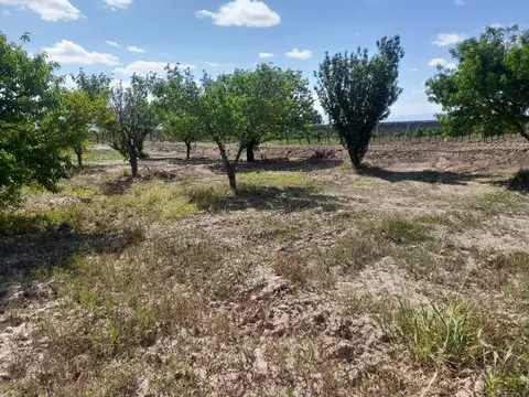 VENTA Finca 44 Has Con Viñedos Lavalle Mendoza