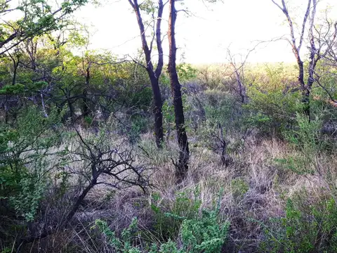 02714 - Las Gramillas