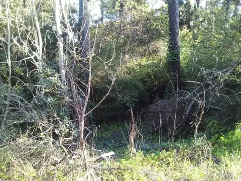 Terreno en Venta 40  mts Fondo