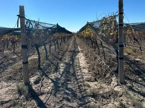 FINCA  PRODUCTIVA Y MARCA DE VINO EN LUJAN DE CUYO