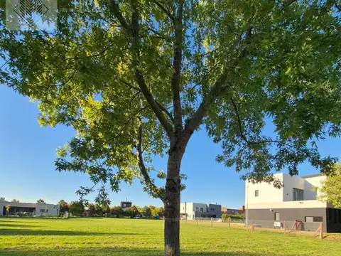 Lote interno El Cazal