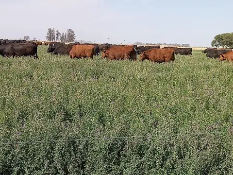 Campo en Venta de 188  ha