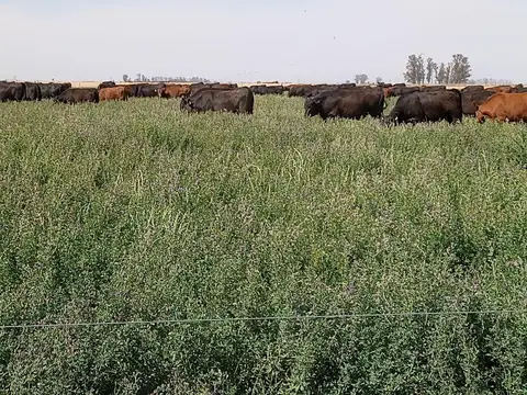 Campo en Venta Agrícola