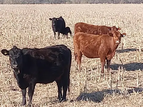 Campo en Venta de 188  ha