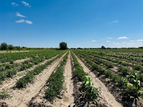 Venta Finca en producción 48,28has, San Martin