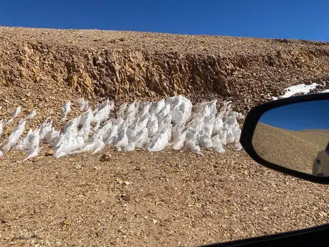 1.506.413 has - Argentina - Catamarca - Tinogasta