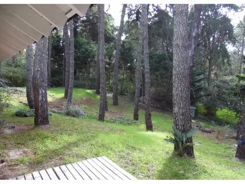 Magnolia, Hornero y Golondrina 100