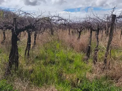 Chacra en Venta 4 Has San Carlos Valle de Uco