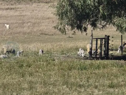 Campo en Venta de 35  ha