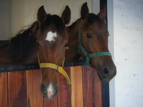 Alquiler de Campo/ Haras para actividad de Salto, equitación y polo,50 ha, Las Heras, Buenos Aires.