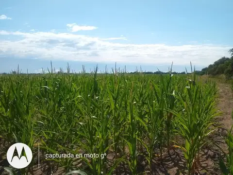 Venta 33 Ha. en Despeñaderos a 500m del río