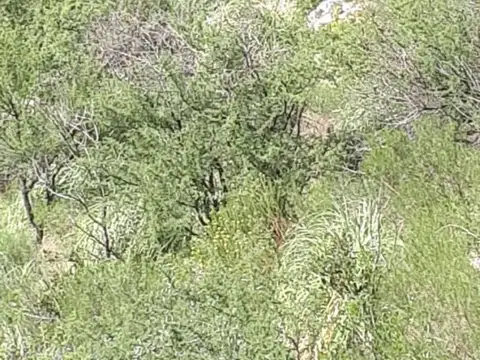 VENTA DE CAMPO 138 HECTÁREAS - SAN LUIS