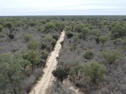 Ruta 81