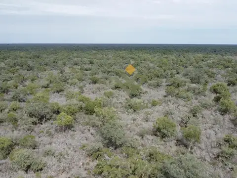 Ruta 81