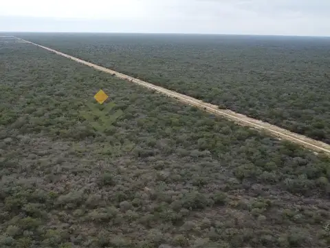 Ruta 81