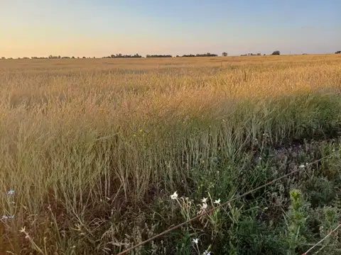 VENTA CAMPO  40 HAS SOLEDAD SANTA FE